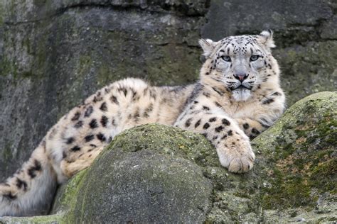 Snow Leopard Posing Well One Of The Young Snow Leopards P Flickr