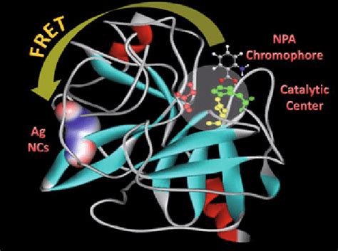 Color online Structure of α chymotrypsin depicting the catalytic