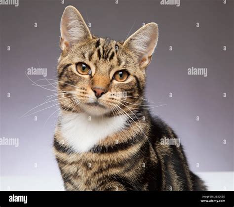 Young 9 Month Old Tabby Cat Looking To Camera Against A Grey Background