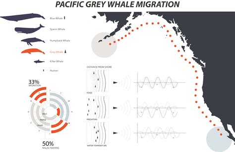 Pacific Whale Migration