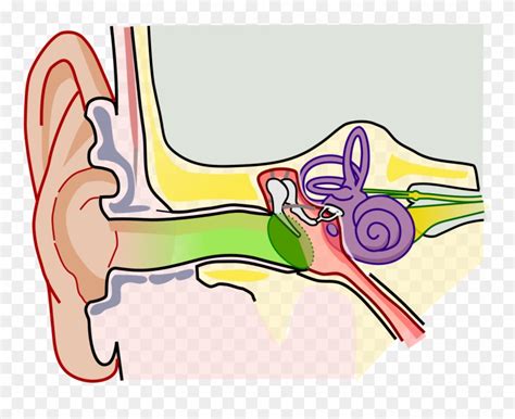Human Ear Parts Structure Clipart 924853 Pinclipart