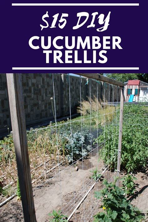 When planting cucumbers straight in the ground, plant a few seeds every foot along the bottom of the trellis. Simple Cucumber Trellis for only $15 - Our Stoney Acres