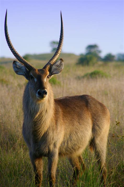 Beautiful Impala Antelope In The Wild Image Free Stock Photo Public