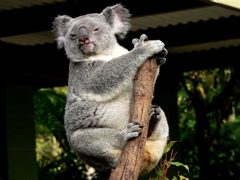 Koala The Koala Is An Arboreal Herbivorous Marsupial Nativ Flickr