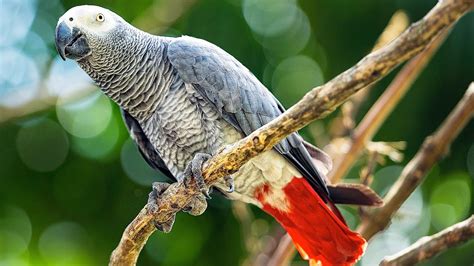 How To Care For An African Grey Parrot Pet Bird Youtube