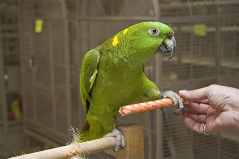 Top 14 Amazon Parrots To Keep As Pets With Pictures Pet Keen