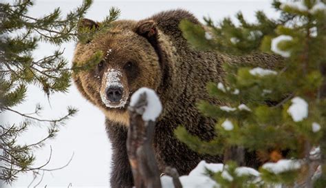 Appeals Court Upholds Hunting Ban On Yellowstone Grizzlies Snowbrains