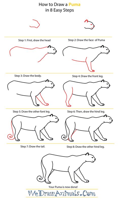 Https://tommynaija.com/draw/how To Draw A Puma