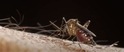 Bovendien ontstaat er een hevige jeuk die erger wordt als je krabt. 'Avoid Being Bitten': Virus-Carrying Asian Tiger ...