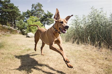 Best Dog Breeds For Runners