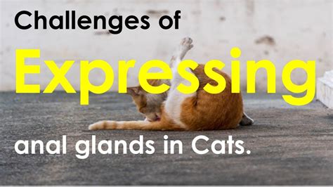 challenges of expressing anal glands in cats youtube