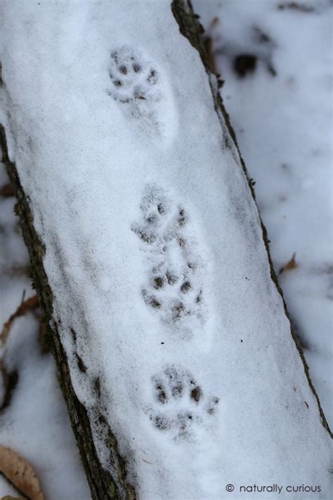 Fisher Tracks Fisher Cat North American Animals Animal Tracks