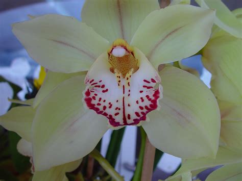 Find and download the best free white flower photos pictures and royalty free stock images. Free picture: flower, white, red, orchid