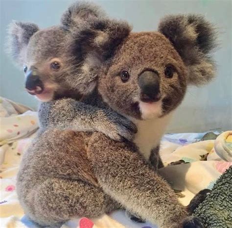 Pin By Connie L Fletcher On Koalas Koala Koalas Cute Baby Animals