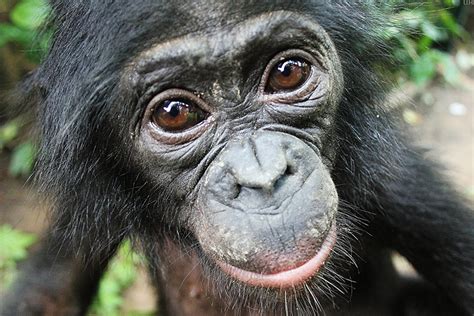 Heres Another Reason Bonobo Hippie Chimps Are Awesome Live Science