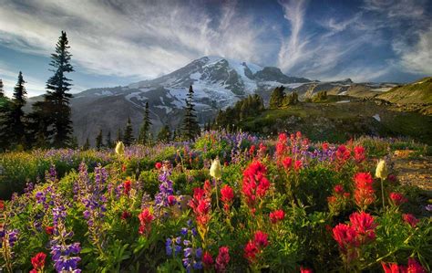 Spring Flowers In The Mountains Hd Wallpaper Background Image