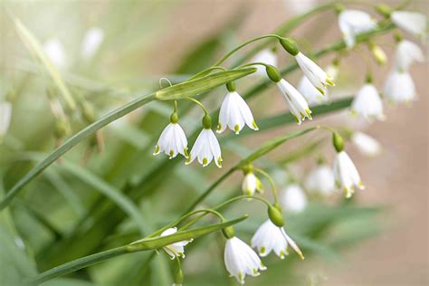 10 Best Spring Bulbs For Warm Climates