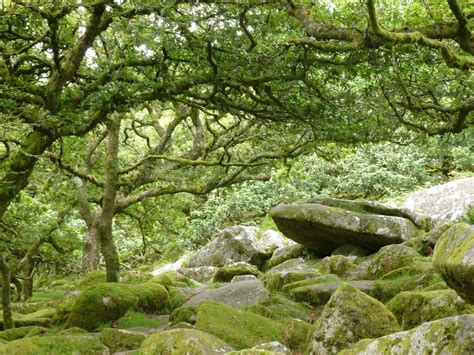 Dartmoor Forest Trees Wallpapers Wallpaper Cave