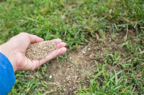 Tips On Reseeding A Lawn Hunker