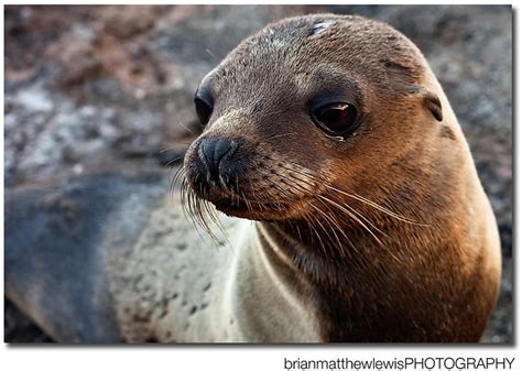 Baby Sea Lion Galapagos Flickr Photo Sharing