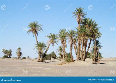 Date Palm Trees In Africa Oasis Stock Photo Image Of Coast