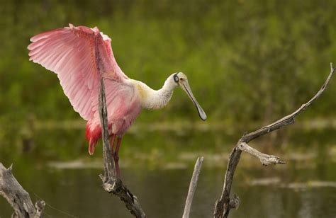 Roseate Spoonbill Free Stock Photo Public Domain Pictures