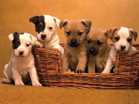 Attractive Cute Beautiful Puppies Pictures