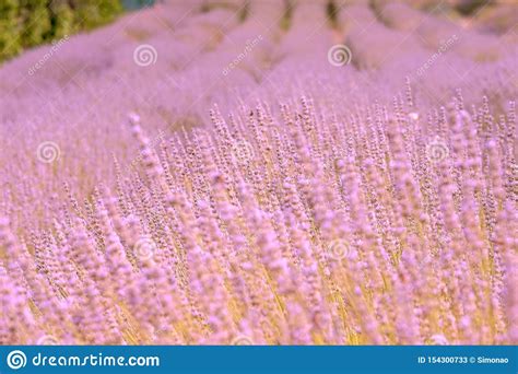Blooming Lavender In A Field Close Up In The Summer In The Sunlight At