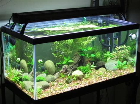 Best 40 Gallon Fish Tank Reviews And Setup Guide Top Picks 2019