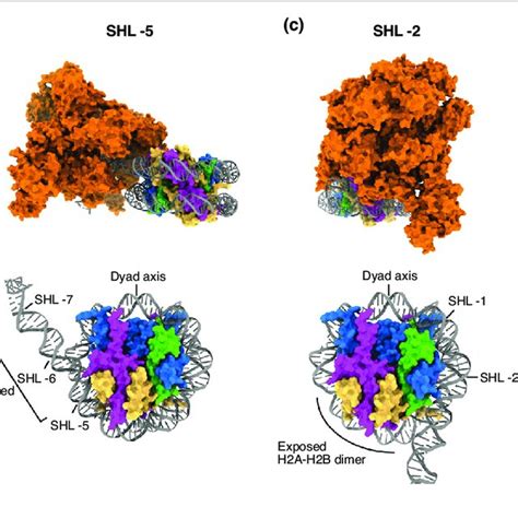 pdf structural transition of the nucleosome during chromatin remodeling and transcription