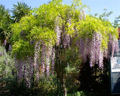 In basso è possibile visualizzare le misure del prodotto, anch'esse filtrabili per 'tipo/forma' e 'vaso/zolla'. GardensOnline: Wisteria floribunda