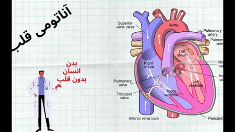 توضیح آناتومی قلب انسان ، ساختار هر قسمت قلب Anatomy Of The Heart Youtube