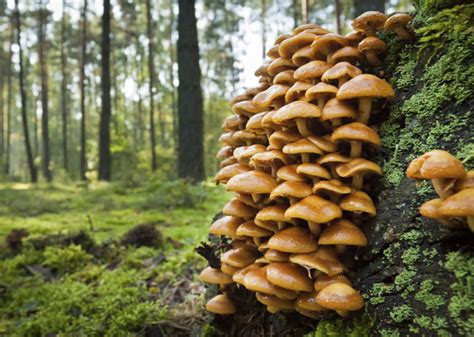 Find out which mushrooms may be deadly for pets. Can Dogs Eat Apples, Grapes, Onions and Other Fruits and ...