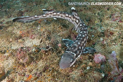 Pictures Of Coral Catsharks Atelomycterus Marmoratus