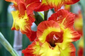 Apologies but out of our control. Does Gladiolus Flower More Than Once Per Season? | Home ...