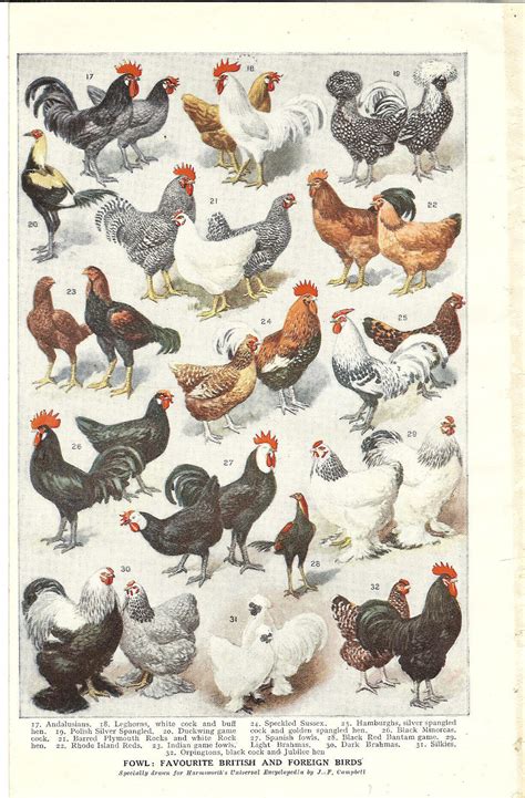 1922 Vintage Print Of Breeds Of Hens Chickens Double Sided Etsy