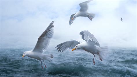 Download Wallpaper Seagulls Above Sea Waves 1920x1080