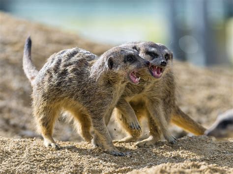 The 5 Best Exotic Pets You Can Own - PetHelpful