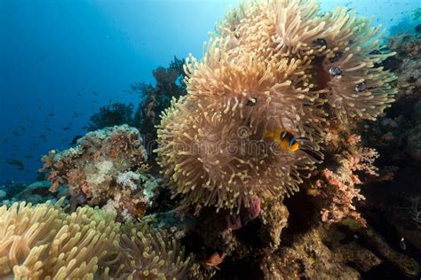 Magnificent Anemone Heteractis Magnifica In The Red Sea Stock Image