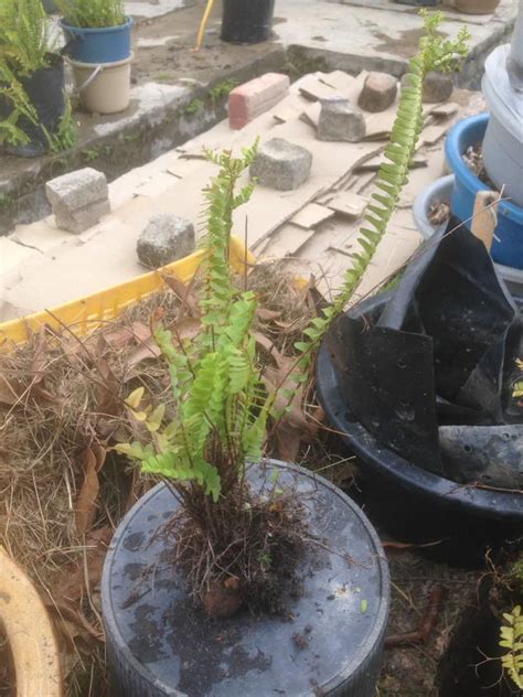 Look through examples of paku pakis translation in sentences, listen to pronunciation and learn grammar. Jom Tanam Sayur ( JTS ) : Pasu-kan Semula Pokok Paku Pakis ...