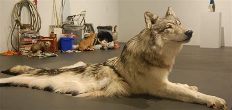 Reckoning With ‘the Curious Occurrence Of Taxidermy In Contemporary Art Wbur News