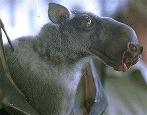 Some Of The Weirdest Bats 10 Pics