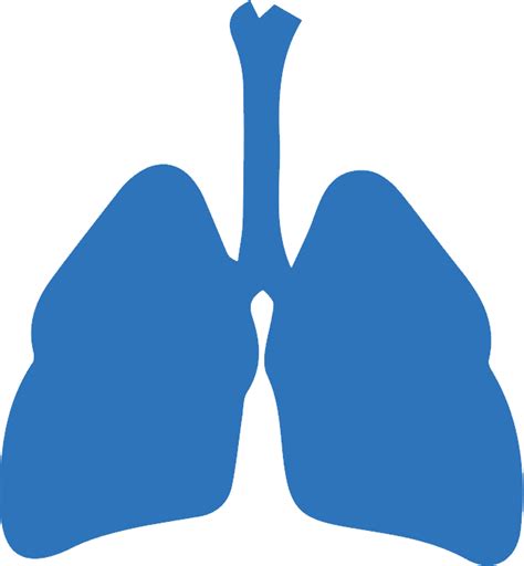 Lung Png Image With Transparent Background Free Png Images