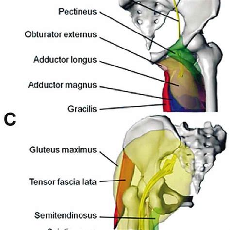Surface Models Of The Hip Joint Muscles And Their Innervating Nerves