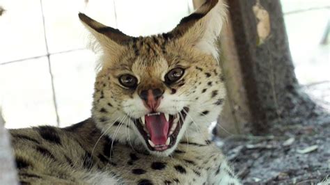 Welcome Our Newest Serval - YouTube