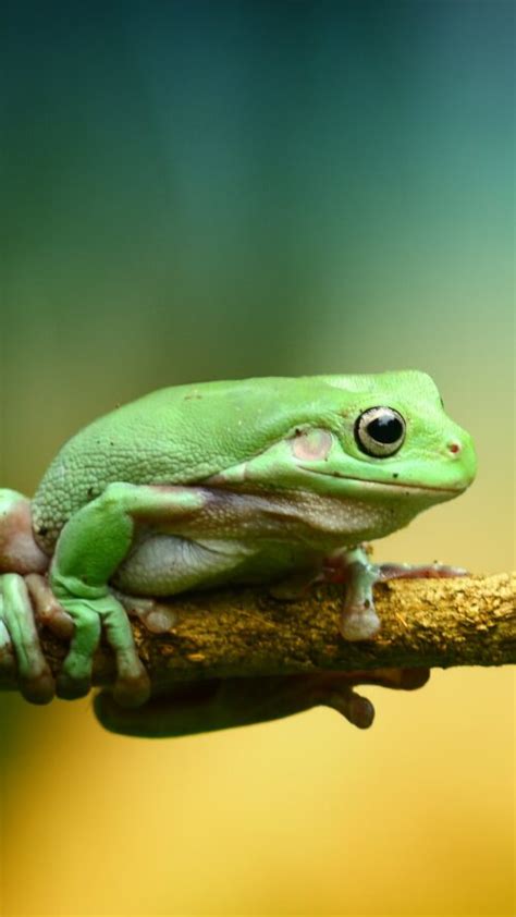 Background Cute Frog Wallpaper Enwallpaper