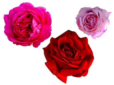 Rose Flower Png Hd Images Best Flower Site