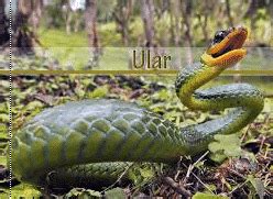 Hewan Melata : Jenis, Cir, Contoh, Gambar, Alat Pernapasan
