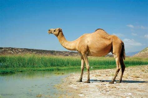 In how long can you go without camels even sweat efficiently. camel | Bactrian, Dromedary, & Facts | Britannica.com