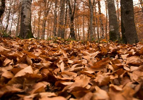 ¿cuándo Termina El Verano Y Comienza El Otoño En Chile Te Presentamos